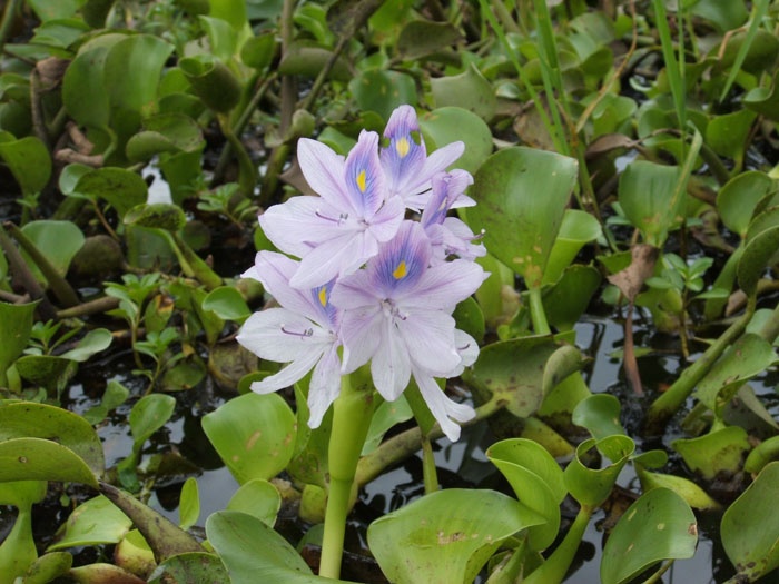 Water Hyacinth_weed_flower_1.jpg